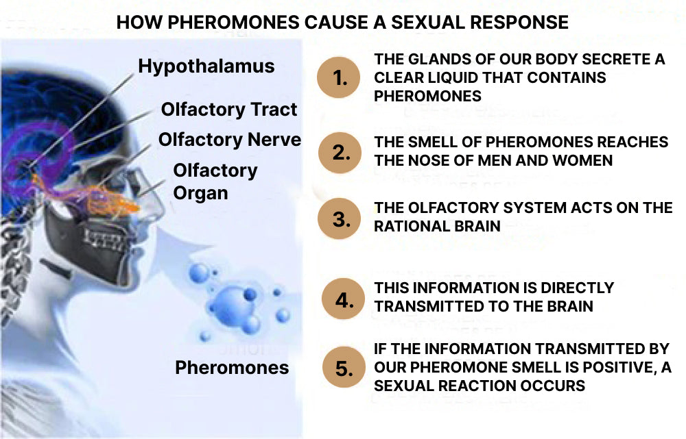 Golden Lure Pheromone Perfume